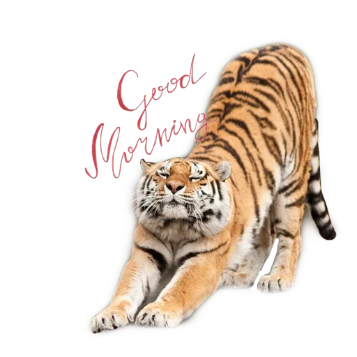 Стикер Tigers love