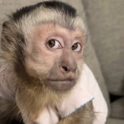 Стикер Monkeys