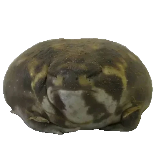 Стикер Toad