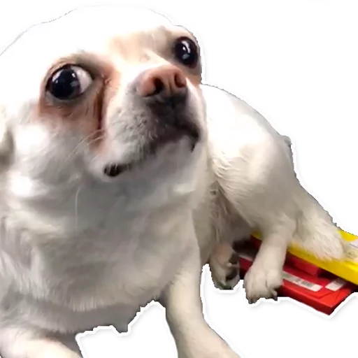 Стикер Цобакк