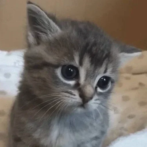 Стикер улюблені