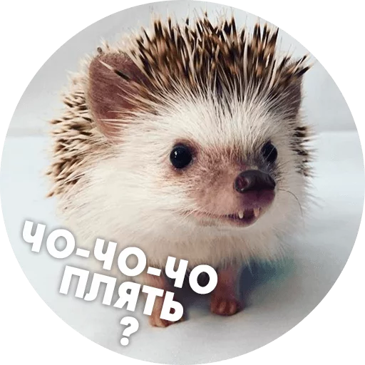 Стикер ? Hedgehog memes