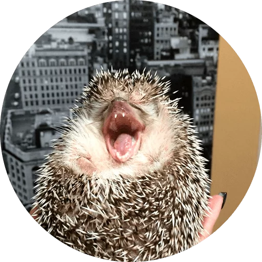 Стикер ? Hedgehog memes