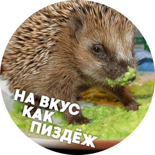 Стикер ? Hedgehog memes