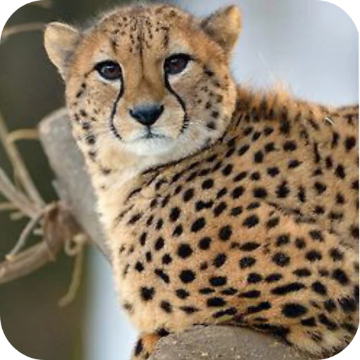 Стикер Животинки