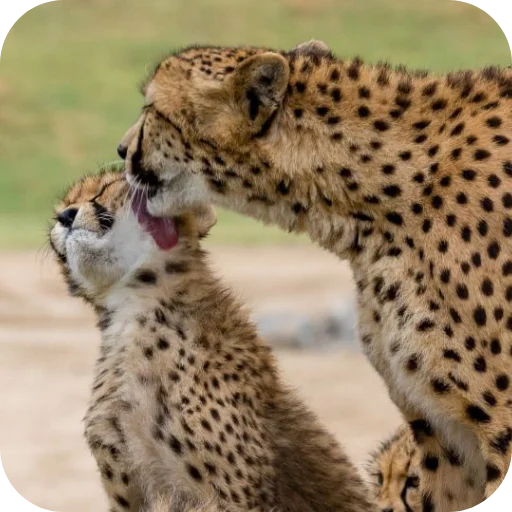 Стикер Животинки