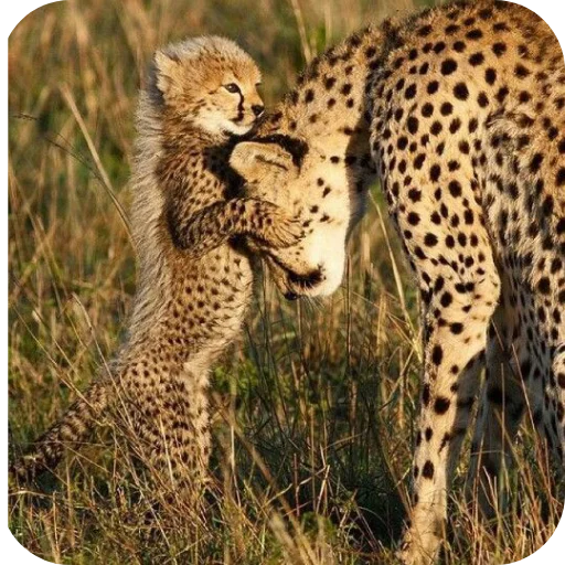 Стикер Животинки