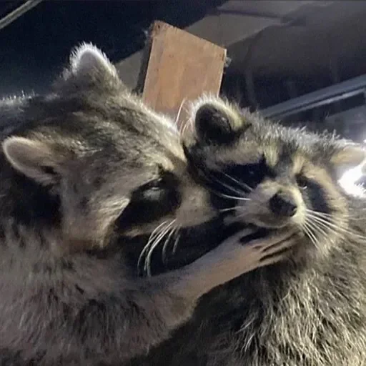 Стикер Енот