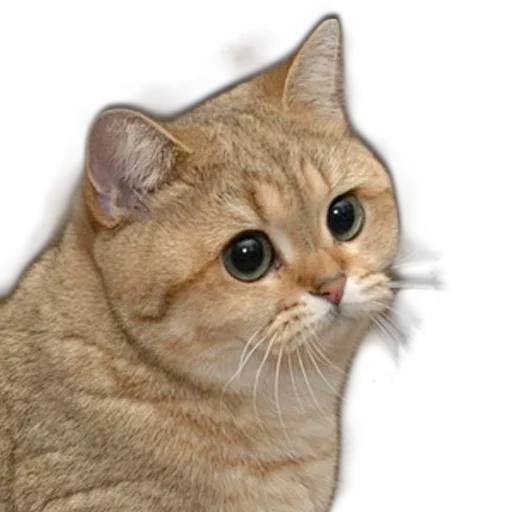 Стикер Ушки Лапы Хвост