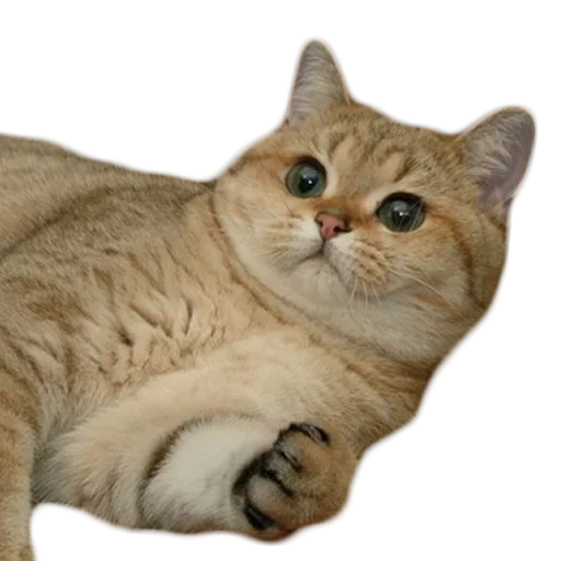 Стикер Ушки Лапы Хвост