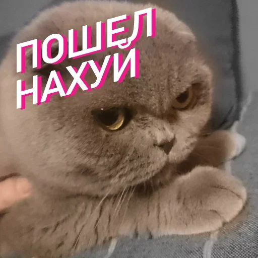 Стикер ведро для ора