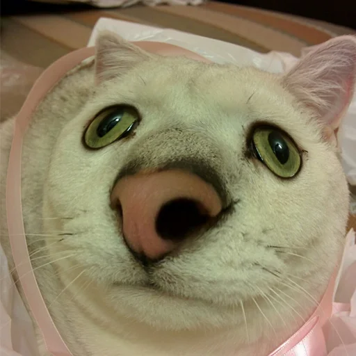 Стикер выпукиваем котов