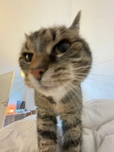 Стикер Cats memes