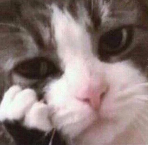 Стикер Cats memes