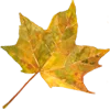 🍁