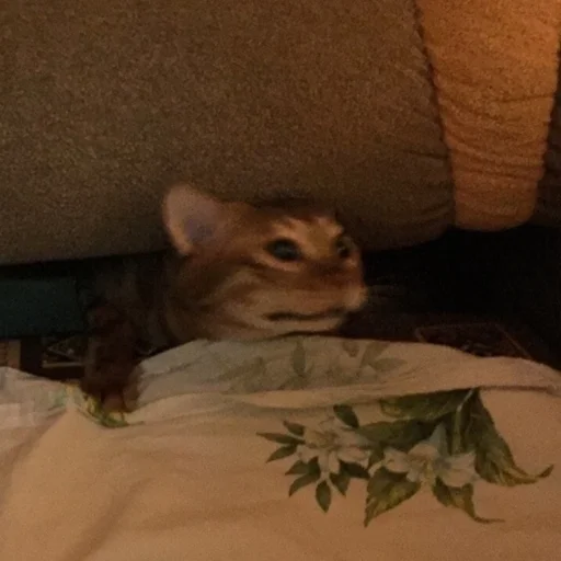 Стикер Живность