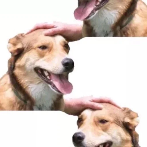 Стикер Живность