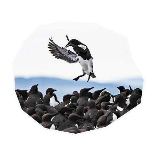 Стикер Анимал22