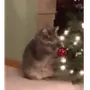 Эмодзи новогодние коты