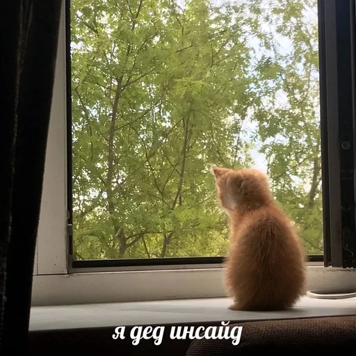 Стикер котики