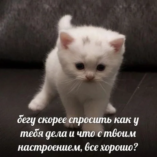 Стикер котики