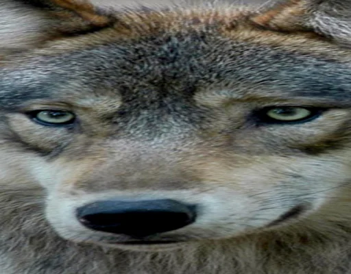 Стикер Волк за брата