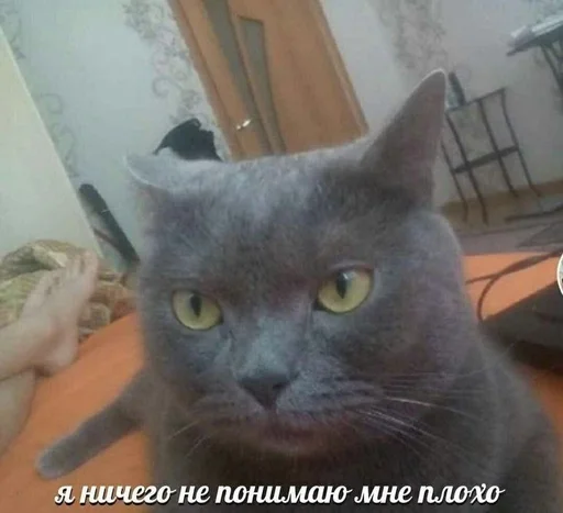 Стикер Cats memes