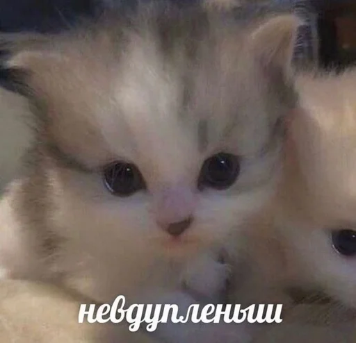 Стикер Cats memes