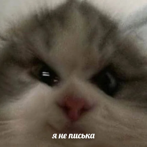 Стикер я писька?