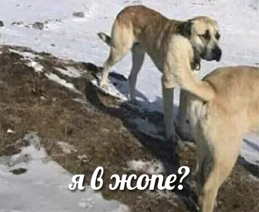 Стикер я писька?