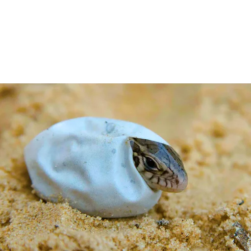 Стикер Ящерица