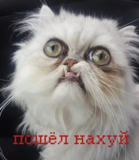 Стикер иди нахер