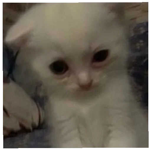 Стикер юбочка чулочки я чвк фембойчик)))