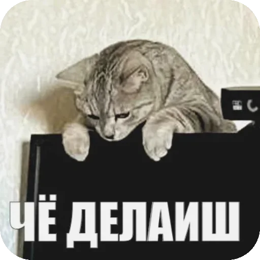 Стикер Yuki