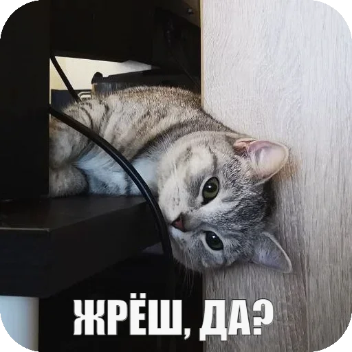 Стикер Yuki