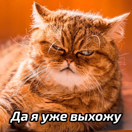 Стикер Бабские стикеры