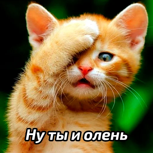 Стикер Бабские стикеры