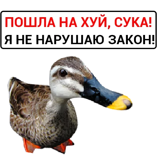 Стикер Злая Утка