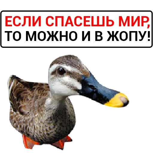 Стикер Злая Утка