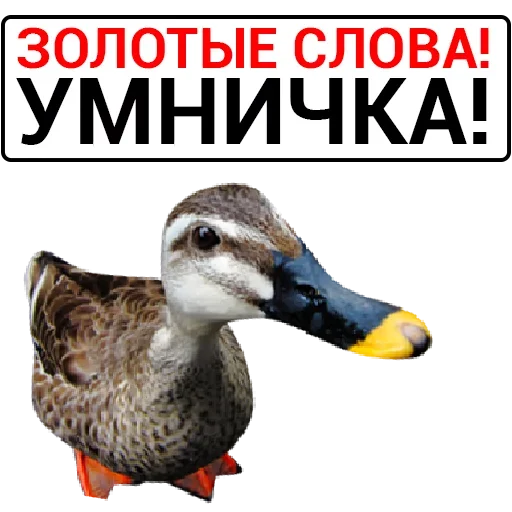 Стикер Злая Утка