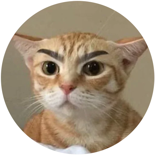 Стикер Злой Кот