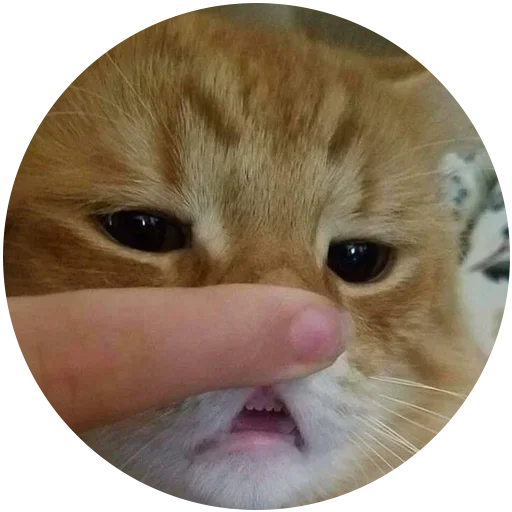 Стикер Злой Кот