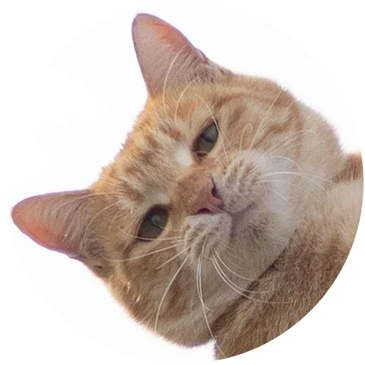 Стикер Злой Кот