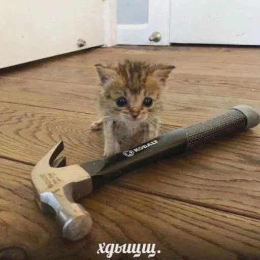 Стикер дизмилейт